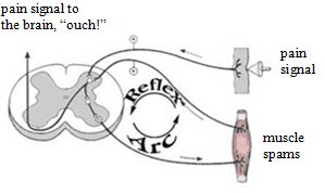 Diagram of the reflex arc between an injured muscle, the spinal cord and the brain
