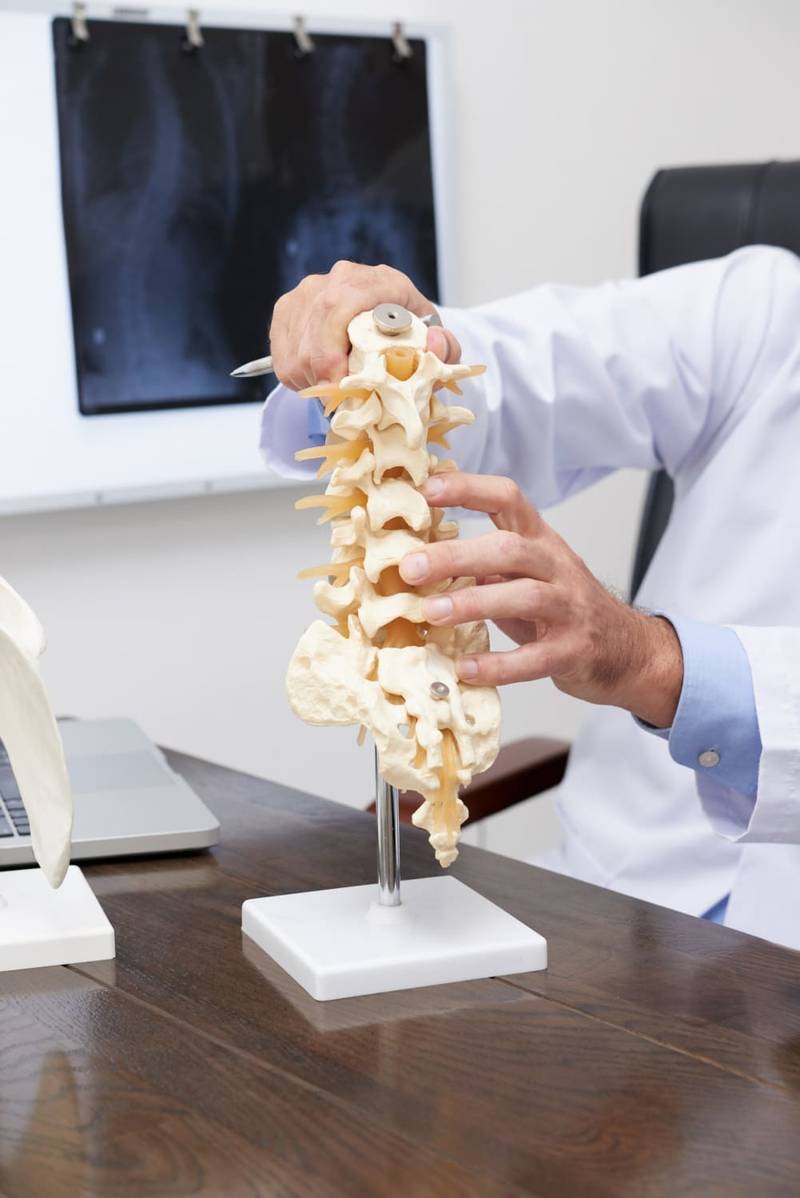 Model of a human spine